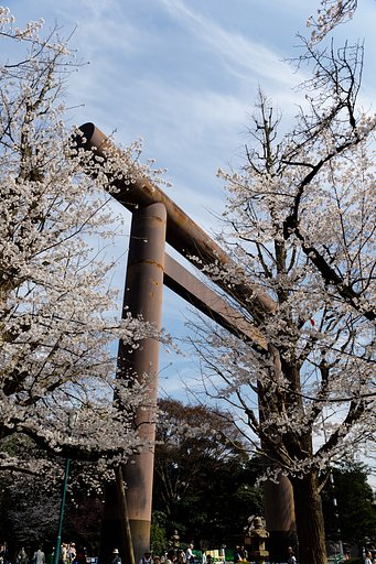 靖国神社の桜