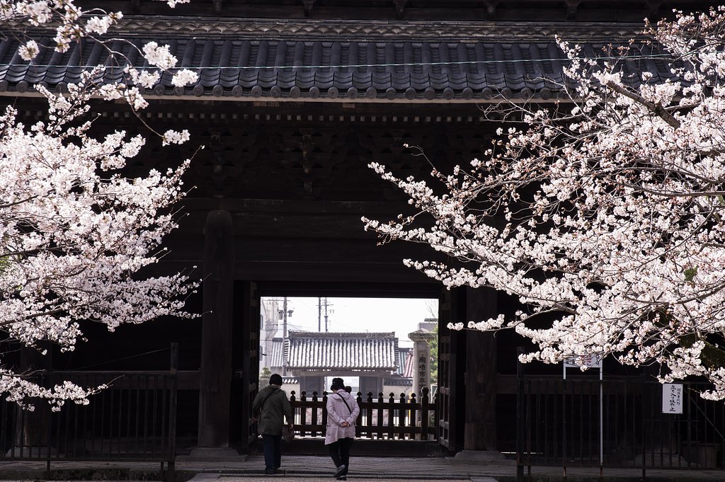 大樹寺山門の春