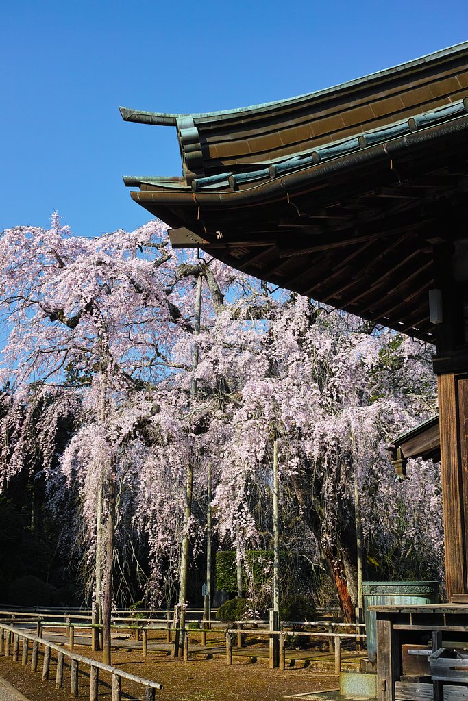 毎年恒例のしだれ桜