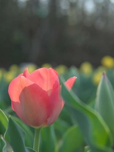 うららか