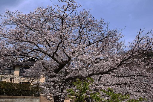 桜