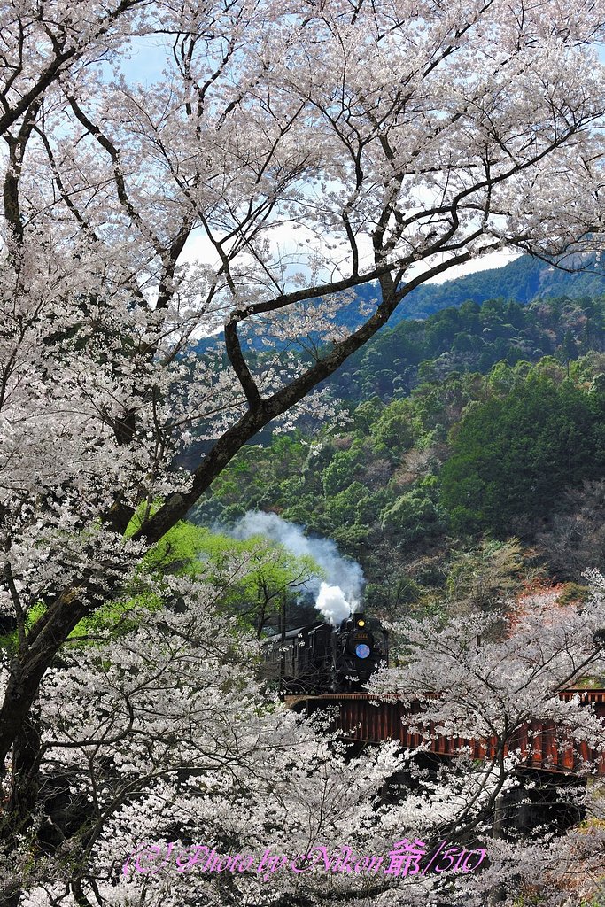 満開の大井川鉄道