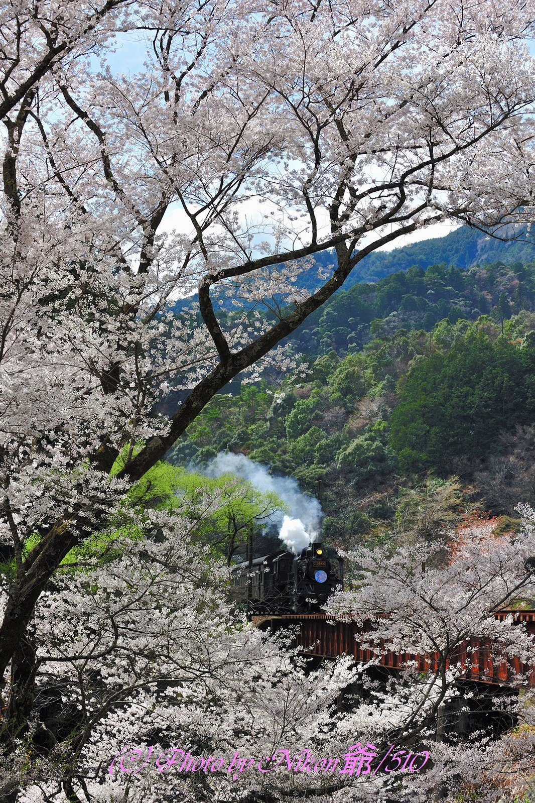 満開の大井川鉄道