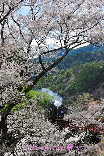 満開の大井川鉄道