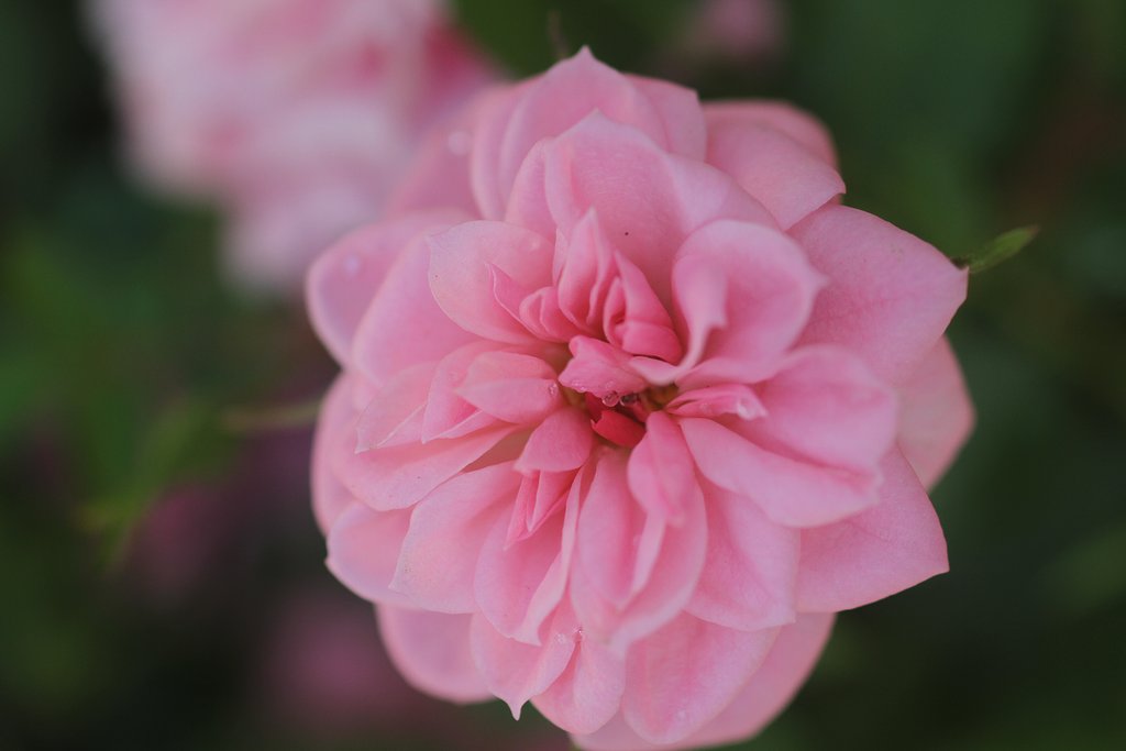 cano EF100㎜F2.8 macro