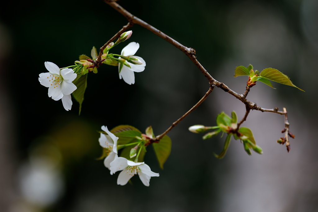 山桜
