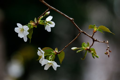 山桜