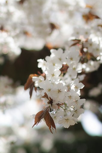 山桜