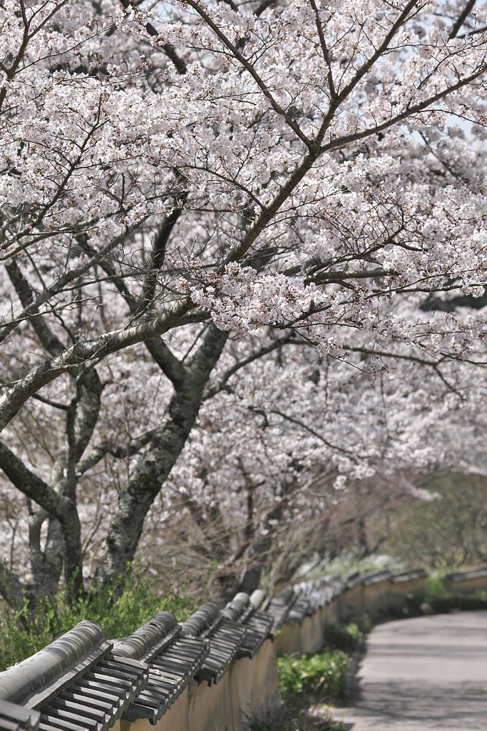 山里の春