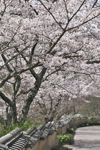 山里の春