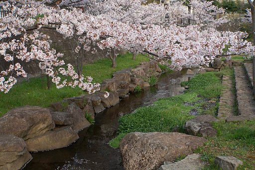 小川の桜