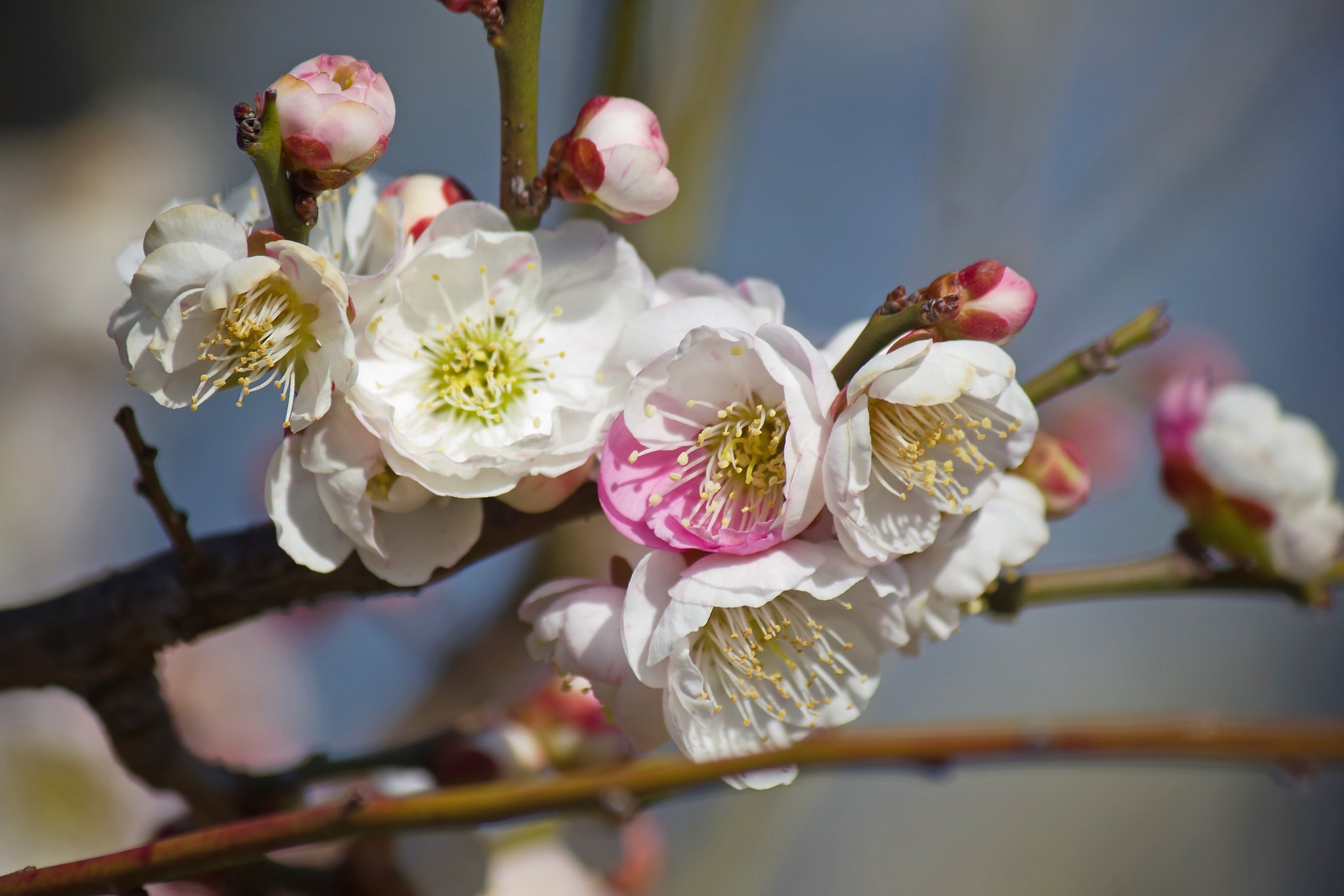 三月七日の梅の花