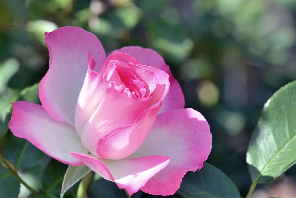 薔薇　