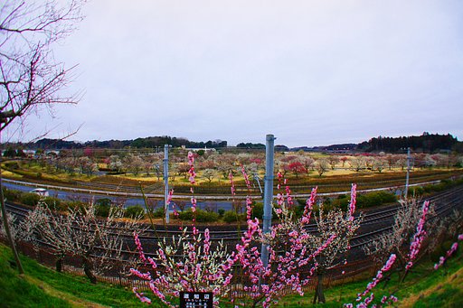 梅と線路