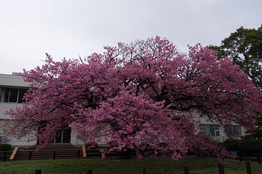 雨の寒桜