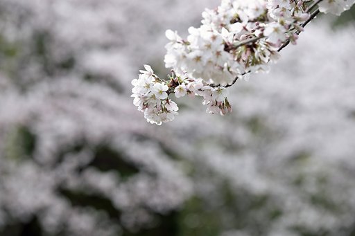 もうすぐ春ですね