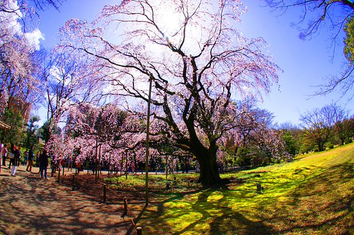 六義園の枝垂桜