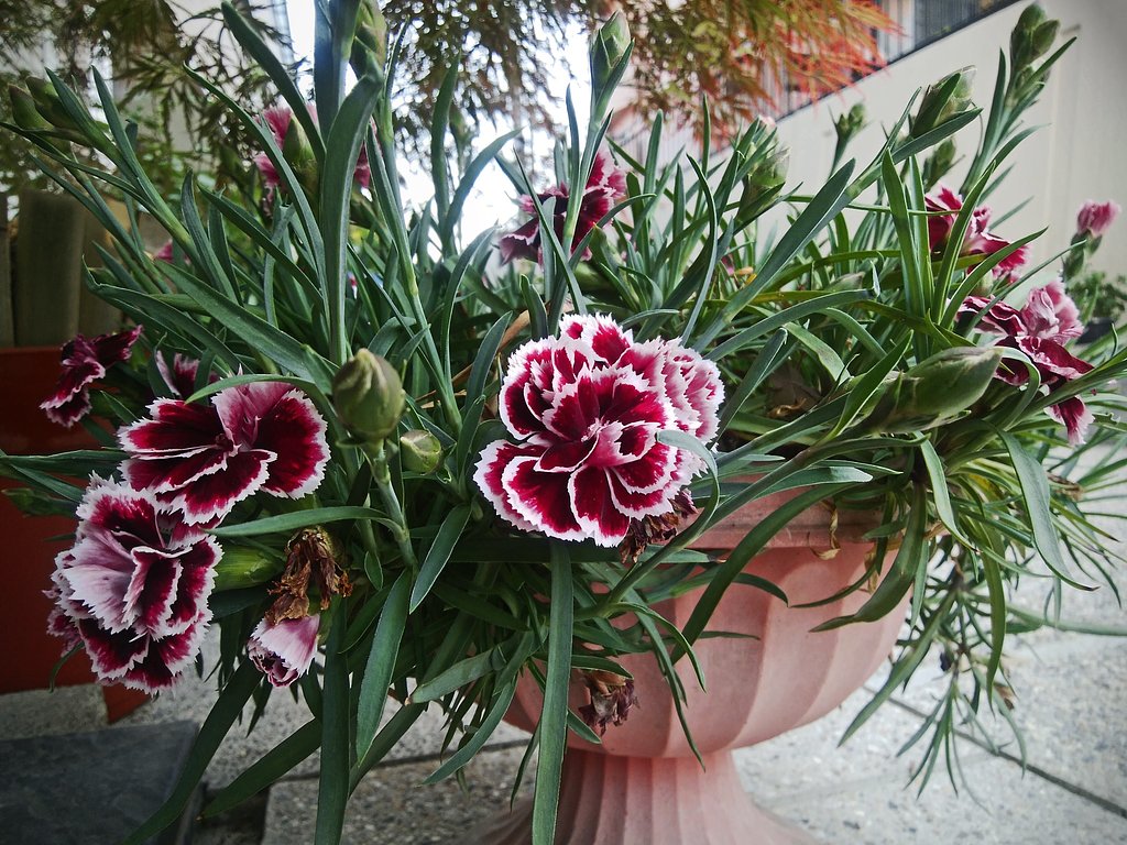 白ふちのカーネーション