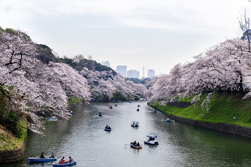 満開の千鳥ヶ淵