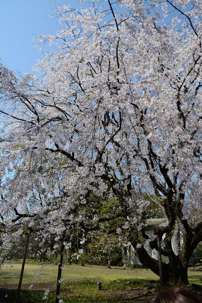 しだれ桜2
