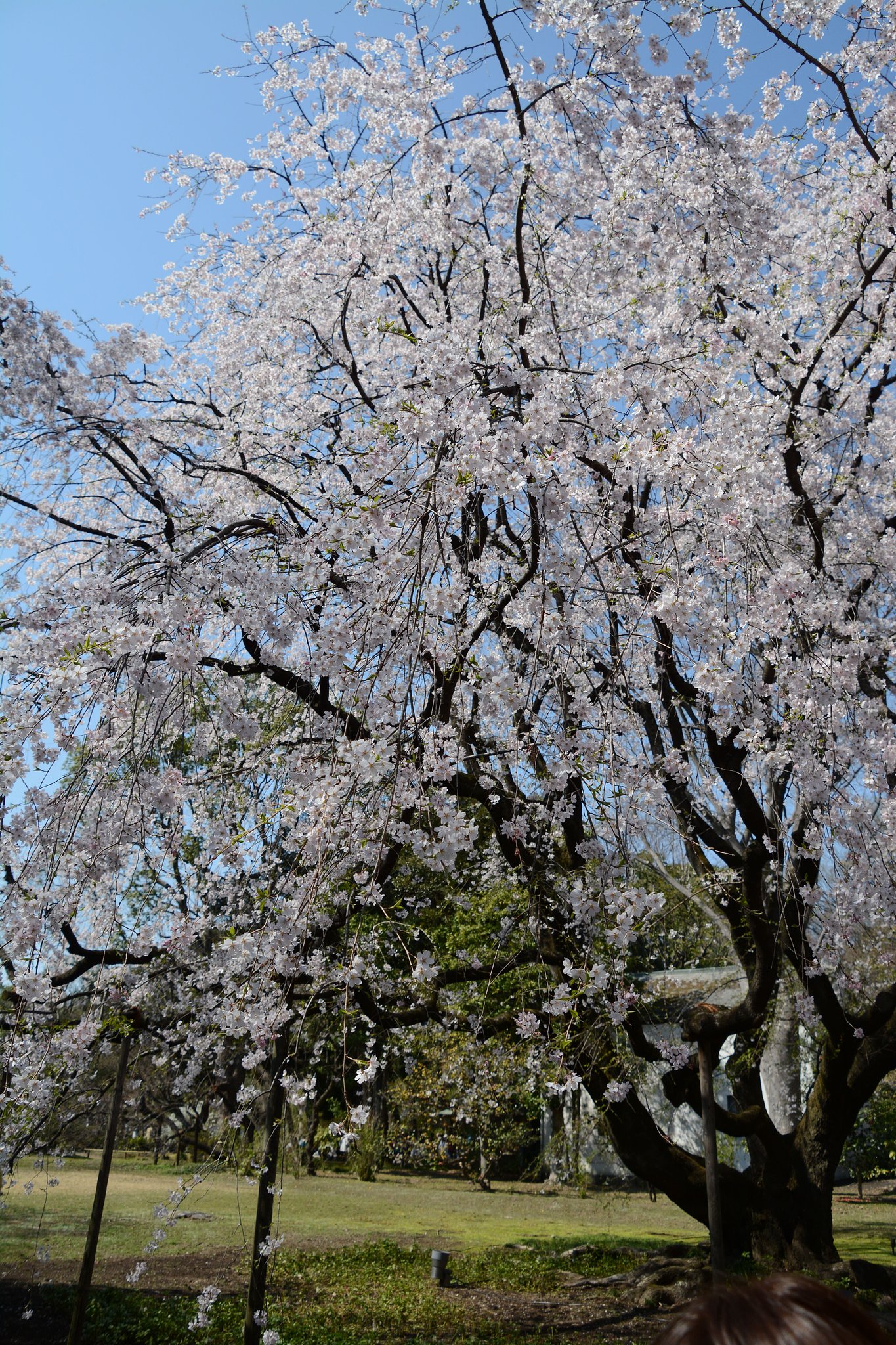 しだれ桜2