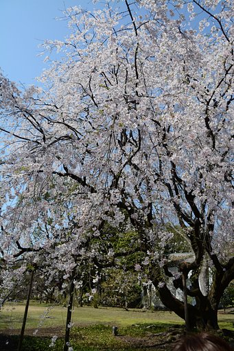 しだれ桜2