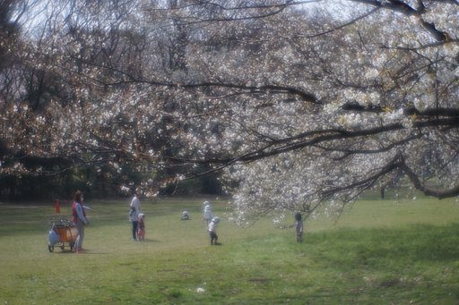 桜の散歩道