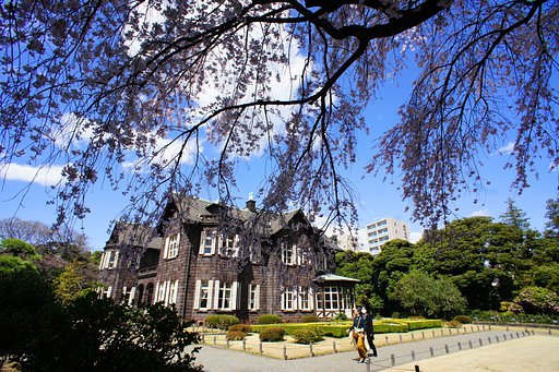 旧古河庭園の枝垂桜