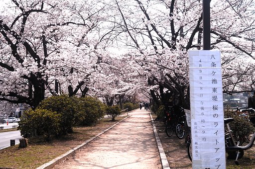 毎日通う桜並木