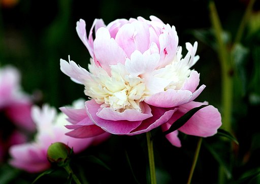 芍薬　面影オス花？
