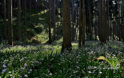 シャガの森