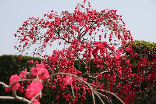 しだれ紅梅