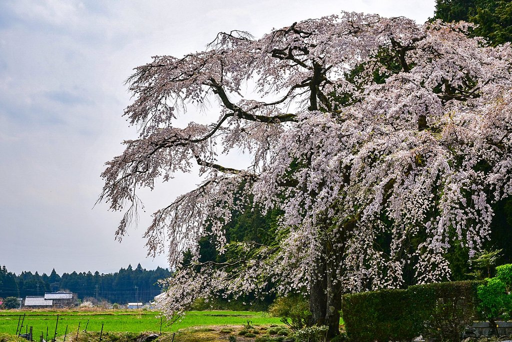 【桜花】見守り桜