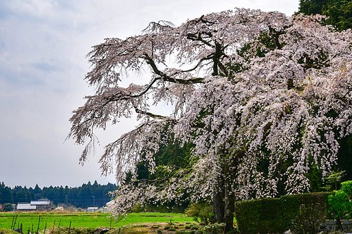 【桜花】見守り桜