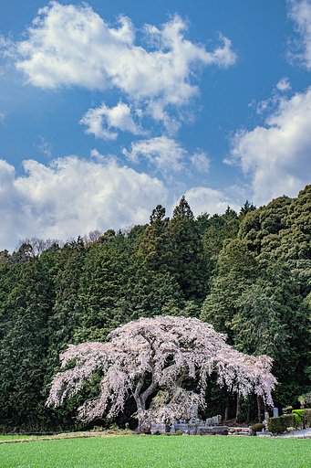 【桜花】見守り桜 2