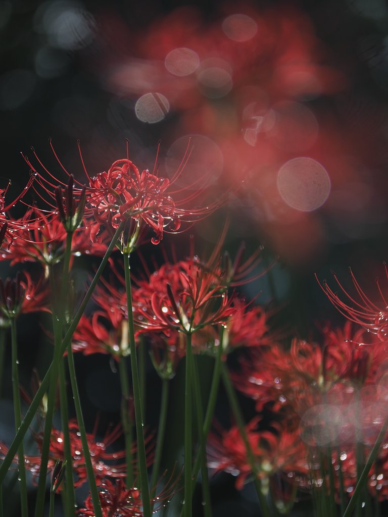 ◎Pana-LEICA DG VARIO ELMARIT50-200mm/F2.8-4 ASPH.