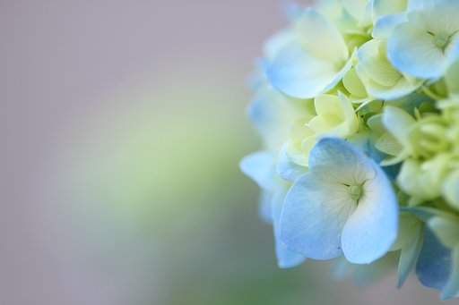 【散歩】紫陽花