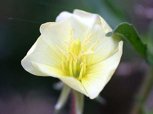 【散歩】途中の野草　月見草