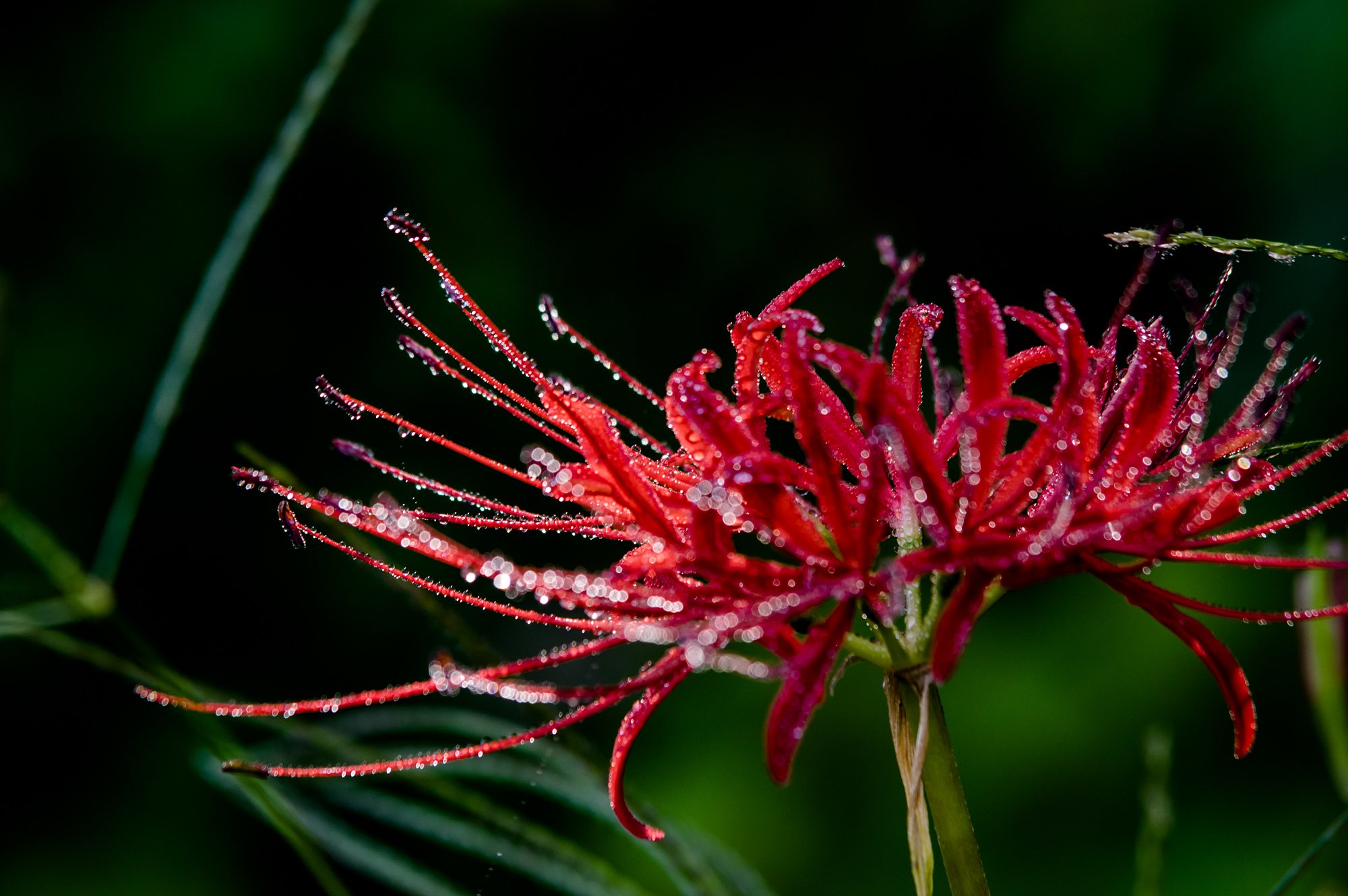 タムロン　SP AF70-200mm F/2.8 Di LD [IF] MACRO (Model A001)