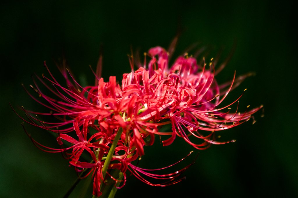 妖花