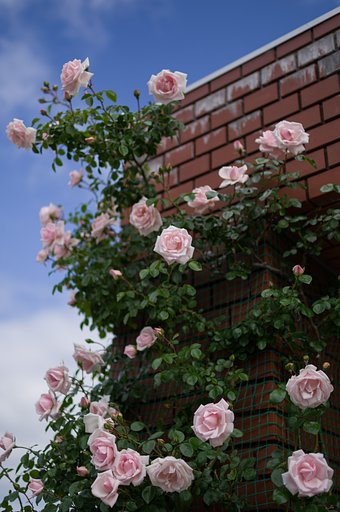 【散歩】つる薔薇