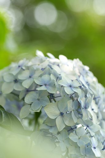 夏を呼ぶ花