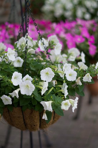 PENTAX-DA 50mmF1.8