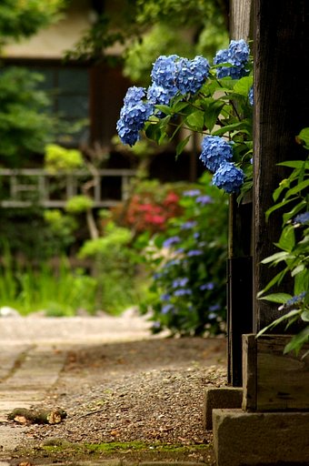 紫陽花寺