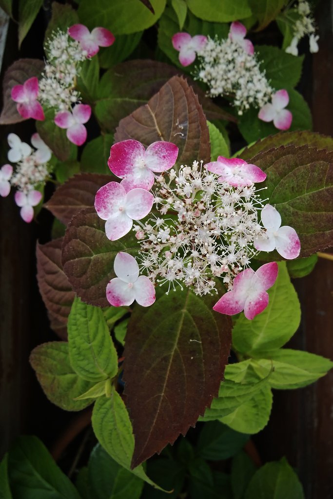 山紫陽花「くれない」