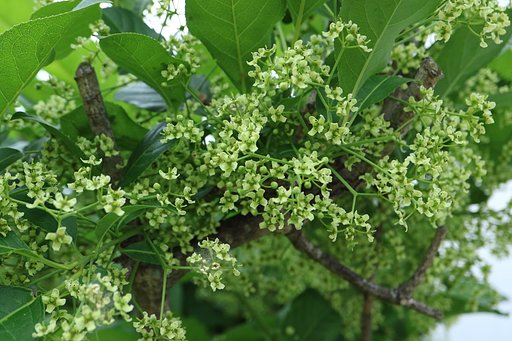 マユミの花