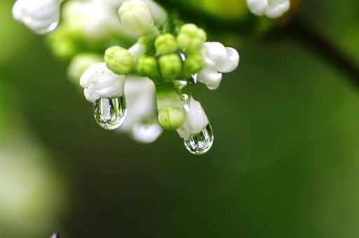 ライラックの雨