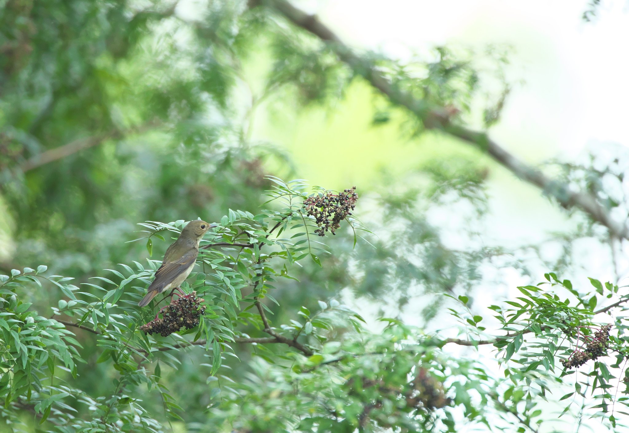 キビタキ♀