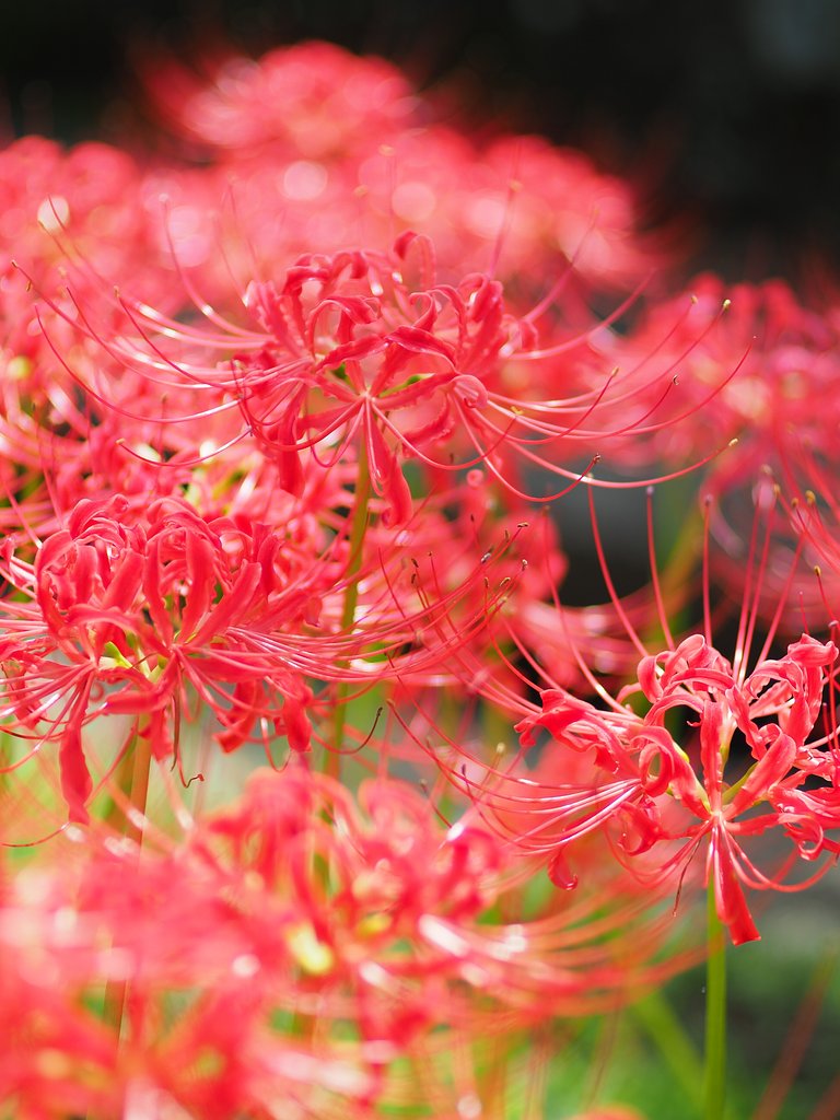 ◎コシナツァイス Makro Planar 50mm/F2