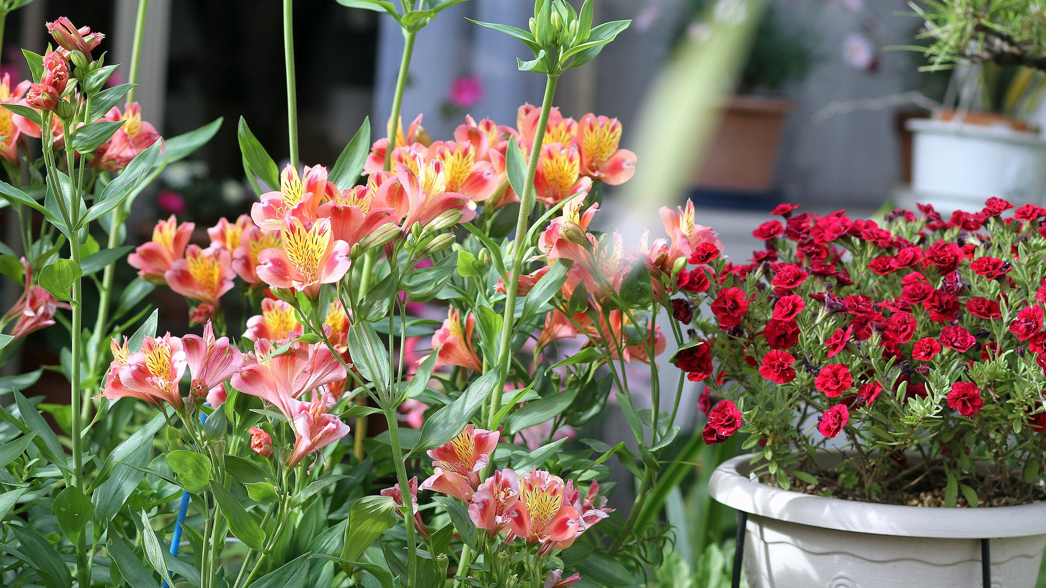 庭の花　１
